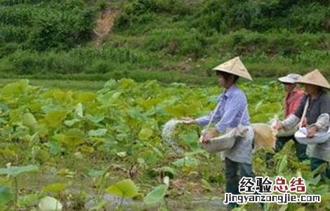 微量元素肥使用注意事项 微量元素肥使用注意事项及禁忌