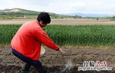 微量元素肥使用注意事项 微量元素肥使用注意事项及禁忌