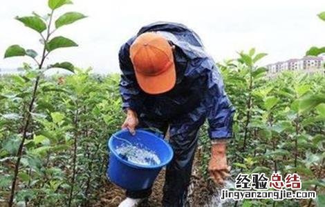 微量元素肥使用注意事项 微量元素肥使用注意事项及禁忌