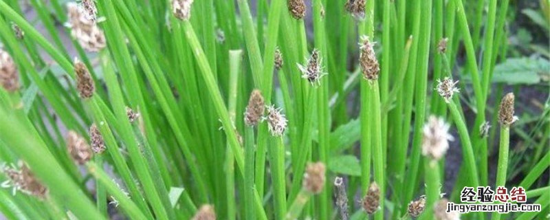 荸荠开花吗? 荸荠开什么花