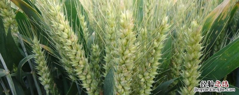 红地95小麦品种简介,附其种植要点 红地99小麦种