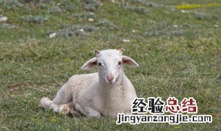 女人梦见一群羊是什么预兆 女人梦见一大群羊是什么意思