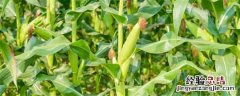 沃玉3号抗锈病吗 沃玉3号玉米种缺点