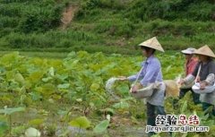 微量元素肥使用注意事项 微量元素肥料施用技术及注意问题