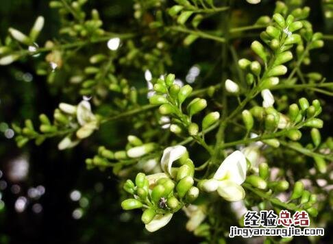 槐米的食疗作用与禁忌 槐米的食疗作用