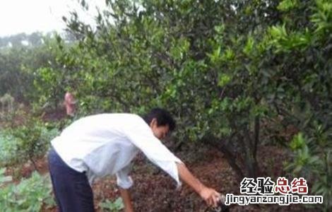 水溶肥怎么施 水溶肥施肥原则及方法