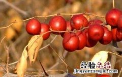 酸枣怎么吃 酸枣怎么吃最好