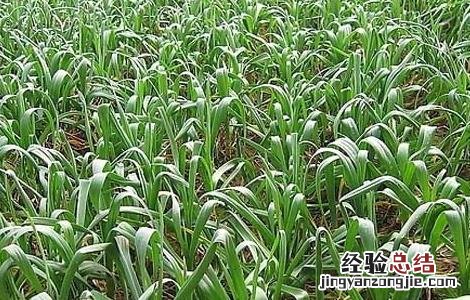 大蒜专用肥怎么配置 大蒜种植用肥