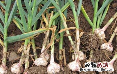 大蒜专用肥怎么配置 大蒜种植用肥