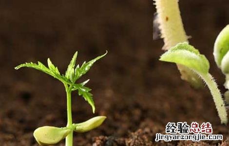 微生物肥料的作用机理 微生物肥料的作用