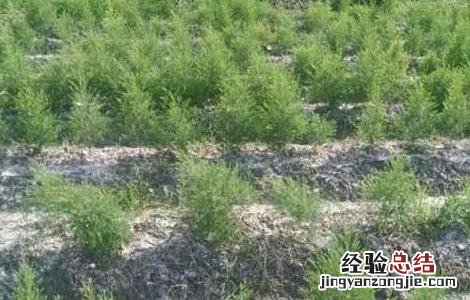 腐植酸肥料的作用和用法 腐植酸类肥料