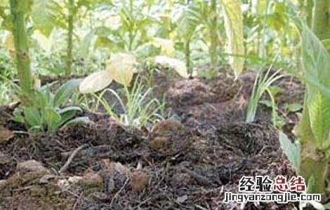 农家肥怎么熟制 农家肥的腐熟技术