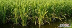 水里长的茭白 茭白需要多深水位