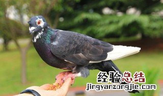 鸽子吃的保健沙怎么做 喂鸽子吃的保健沙配方是什么
