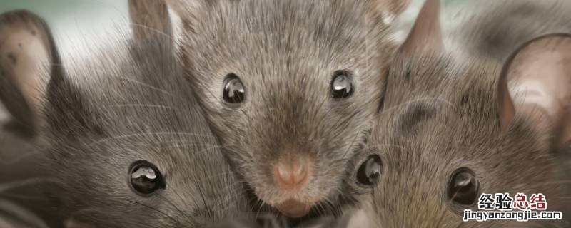 怎么防止老鼠从蹲坑里爬出来 如何防止老鼠从厕所爬出来