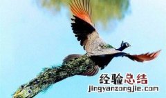 孔雀会飞吗 什么是孔雀