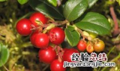 山里红的功效与作用有哪些 小山里红的功效和作用