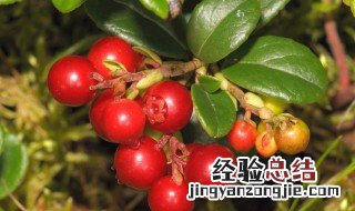 山里红的功效与作用有哪些 小山里红的功效和作用