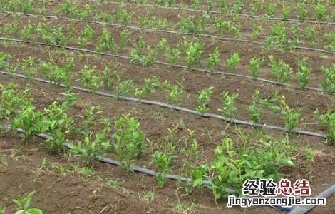 水肥一体化技术属于哪一类资源节约型技术 水肥一体化技术
