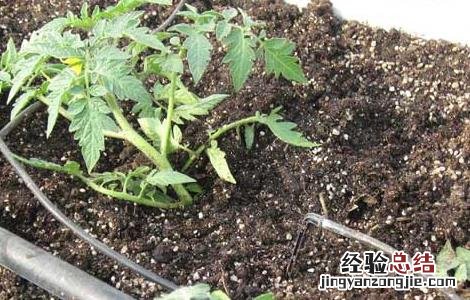 水肥一体化技术属于哪一类资源节约型技术 水肥一体化技术