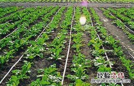 水肥一体化技术属于哪一类资源节约型技术 水肥一体化技术