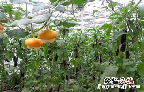 温室蔬菜冬季施肥十不宜 冬季利用温室种植蔬菜时,不利于提高产量的措施是