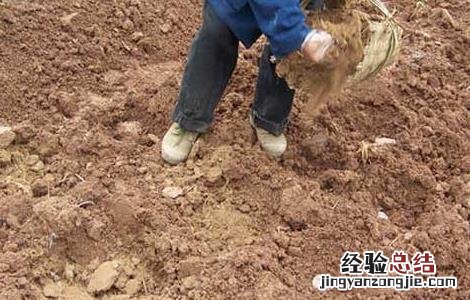 有机肥做追肥需注意的问题 有机肥能否作为追肥来使用,应当如何处理