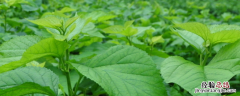 桑树的种植前景，病虫害防治技术有哪些