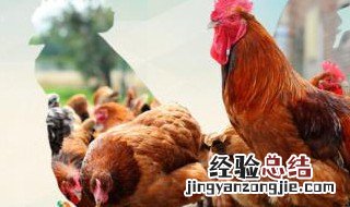 朋友圈卖鸡广告词 朋友圈卖鸡广告词大全