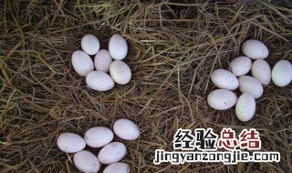 大雁蛋怎么做