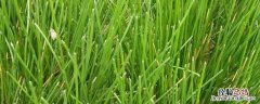 荸荠秧苗图片 荸荠苗什么样子