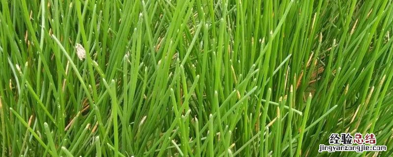 荸荠秧苗图片 荸荠苗什么样子