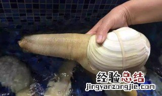 象拔蚌的功效和作用 象拔蚌的好处