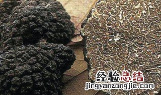 新鲜黑松露怎么吃 新鲜黑松露吃法