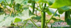 黄瓜种植技术与管理方法 阳台黄瓜种植技术与管理方法
