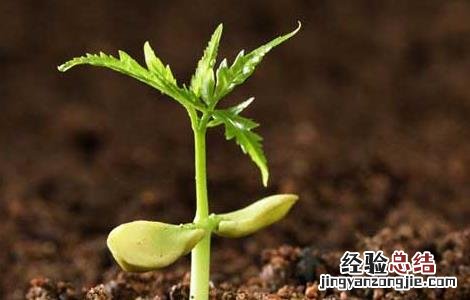 土壤调理剂对障碍土壤有重要改良作用