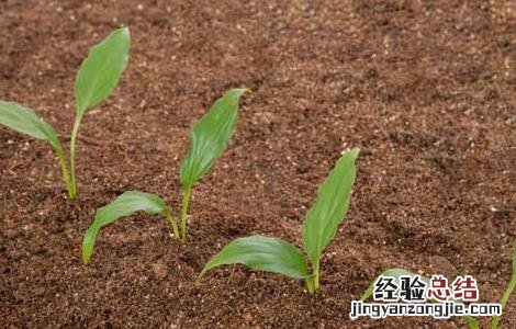 土壤调理剂对障碍土壤有重要改良作用