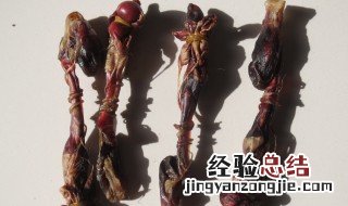 狗鞭怎么做好吃 狗鞭如何做好吃