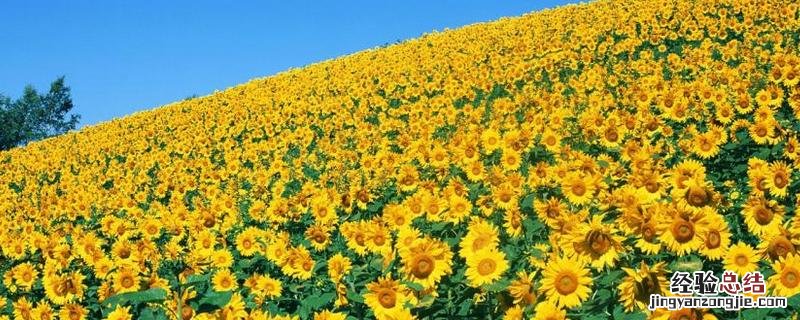 哪些经济作物适合河北农村地区种植，河北省的气候特点是什么