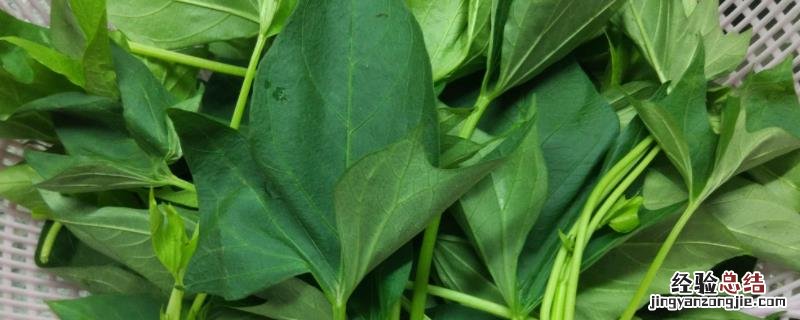 红薯叶有什么营养价值，附红薯叶菜谱
