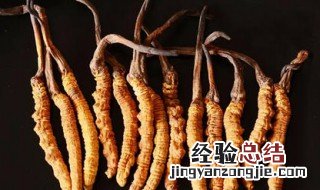 冬虫夏草的功效是什么 冬虫夏草有什么作用
