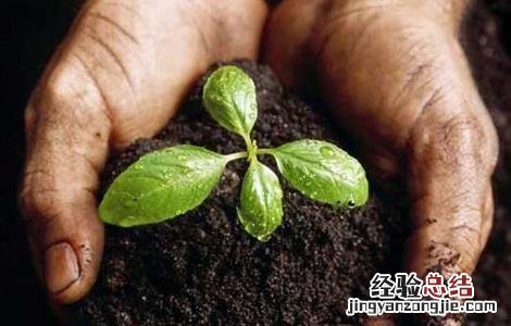 施用化肥时要做到“五不要”
