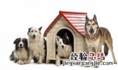 男人梦见一群狗好不好 男人梦见一群狗是什么意思