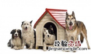 男人梦见一群狗好不好 男人梦见一群狗是什么意思
