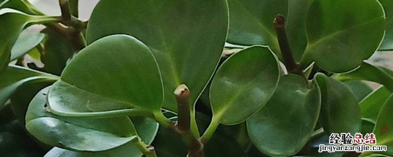 豆瓣绿种植方法和时间 豆瓣绿的种植方法和注意事项