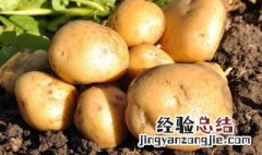 土豆储存窖 土豆窖藏保存方法