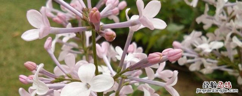 丁香种植方法和时间 丁香种植方法和时间视频