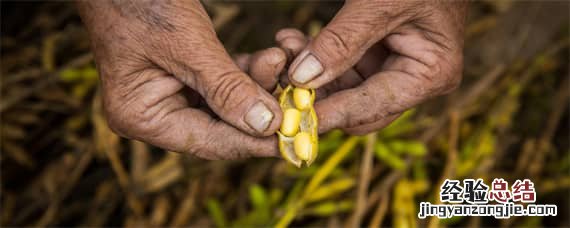 大豆的生长过程 观察植物大豆的生长过程