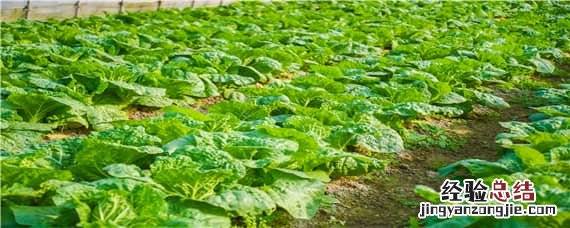 大白菜软腐病怎么防治 大白菜软腐病怎样防治