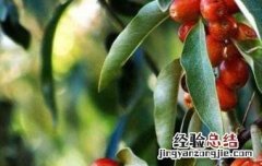 沙枣果的功效与作用禁忌 沙枣果的功效与作用
